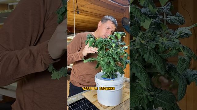 Обрезаю томаты
