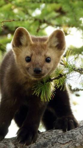 -Да не брошенки вы! Мои вы, мои....️))) ...☺ 😊 🐻😻 😍