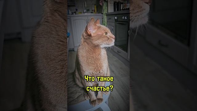 Что такое счастье ? #станьсчастливым