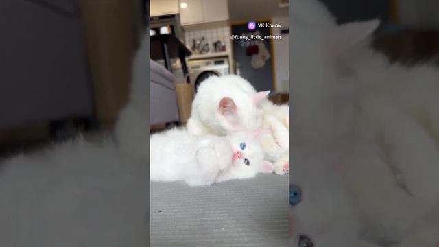 Мур мур