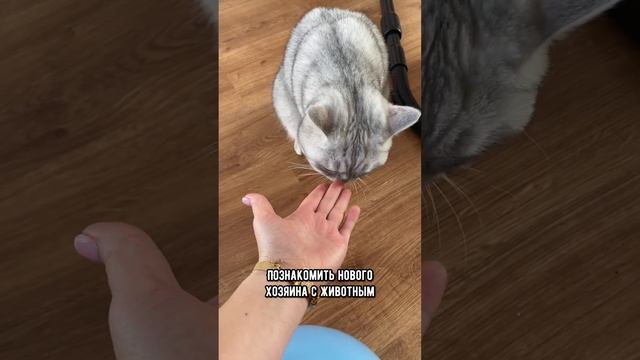 Можно ли отдать взрослую кошку другим хозяевам