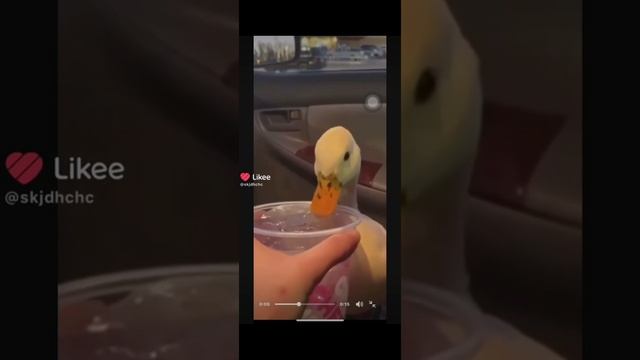 Гуся захотел попить