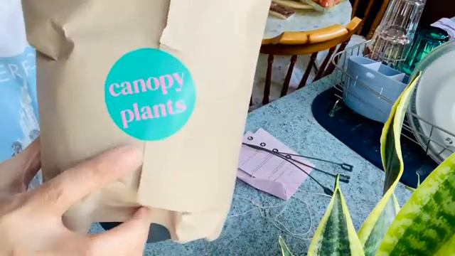 Unboxing my Hoya Carnosa Compacta or other known as Hindu Rope 😍