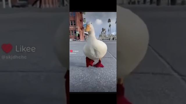 Гуся захотел прогуляться👍
