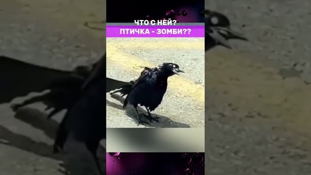 ПТИЦА ЗОМБИ