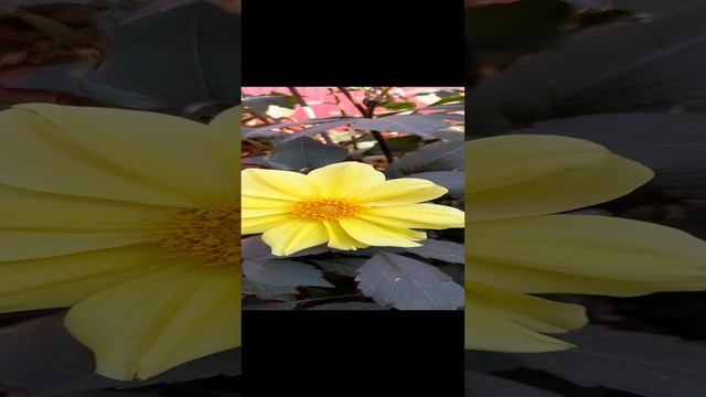 Георгины Весёлые ребята.