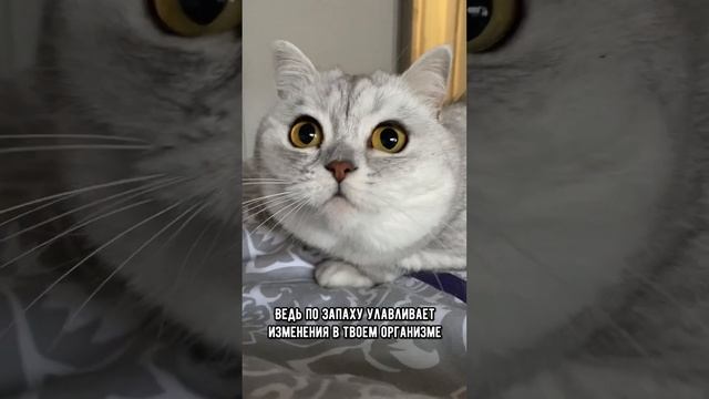 3 вещи, которые котик точно знает о тебе