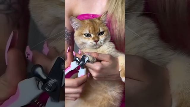 Месть - это блюдо, которое подают холодным