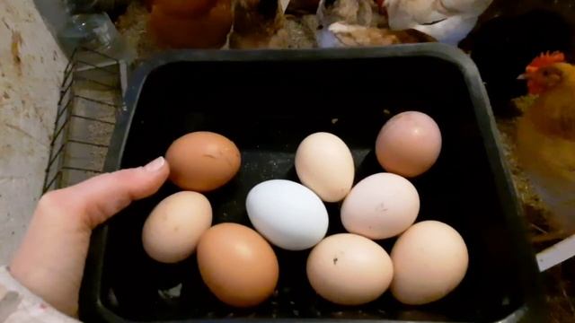 Курочки удивляют 🥚