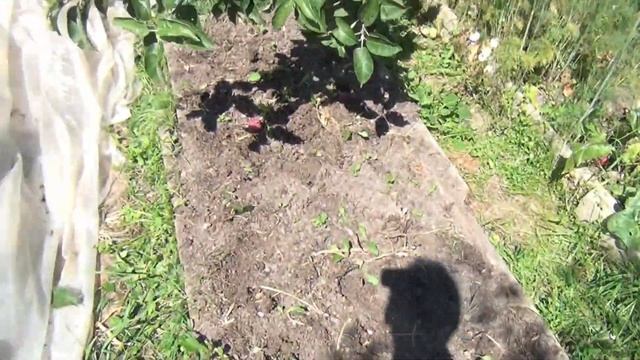 Лук Эксибишен. Уборка и хранение.