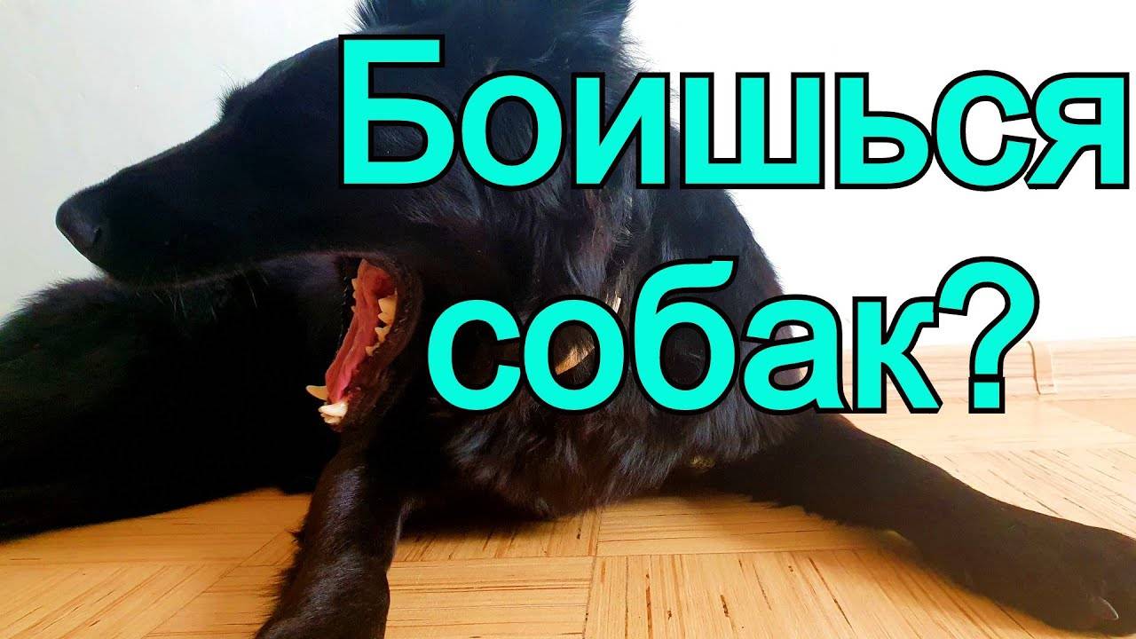 Страх собак. Приемы коррекции (когда человек боится собаку) КАК НЕ БОЯТЬСЯ СОБАК