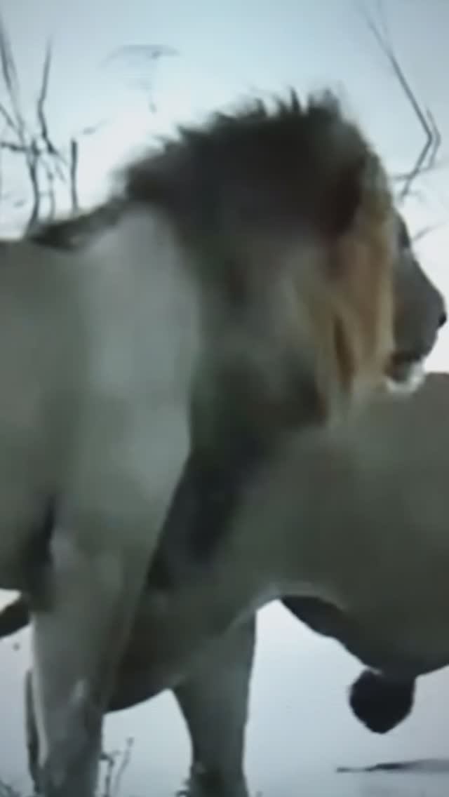 СХВАТКА Львов и Крокодила в воде🤔😳