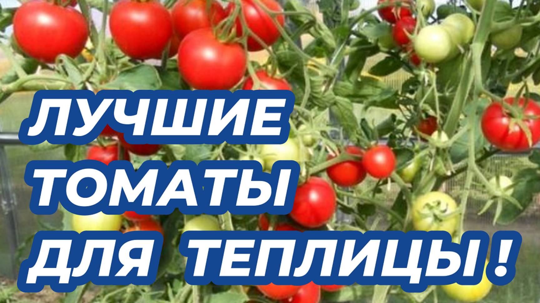 ТОМАТЫ ЗАВАЛЯТ УРОЖАЕМ: 3 лучших урожайных сорта томатов для теплицы, которые никогда не подведут