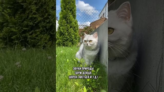 Какие звуки нравятся кошкам