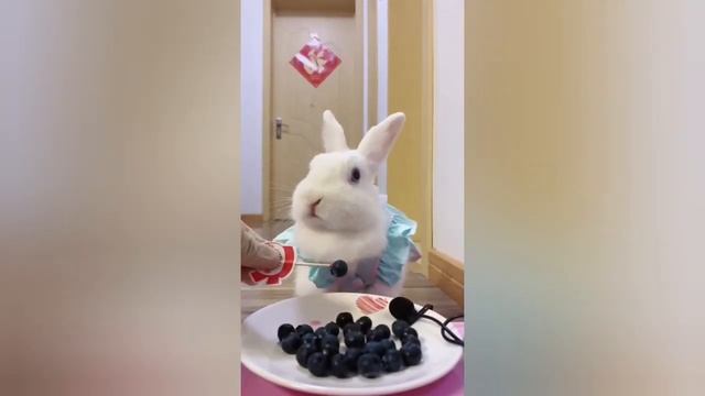 Супер смешное видео с животными