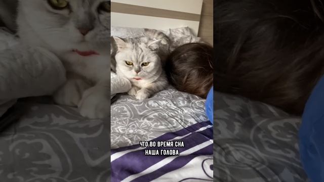 Почему кошка спит возле головы хозяина