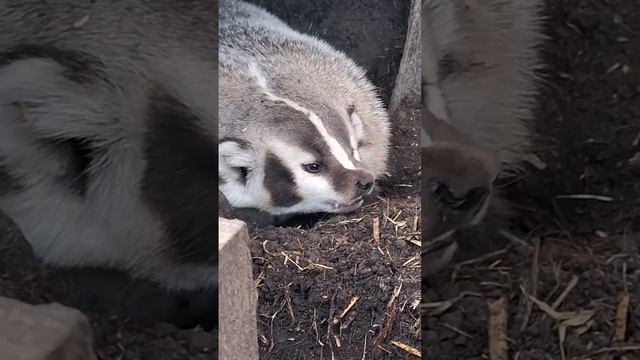 Когда удалёнщика попросили выйти в офис и приехать к 7 утра