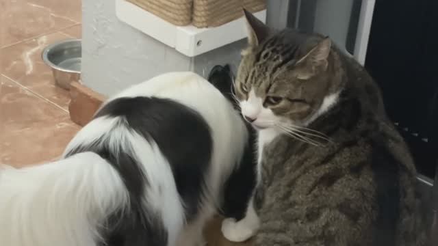 #папильонЛола и кот делят джекпот.