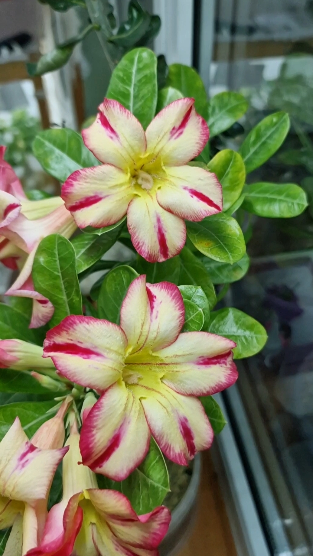 Адениум AS-Огненная саламандра🔥 #адениум #flowers #цветы #plants #adenium  #сад #garden