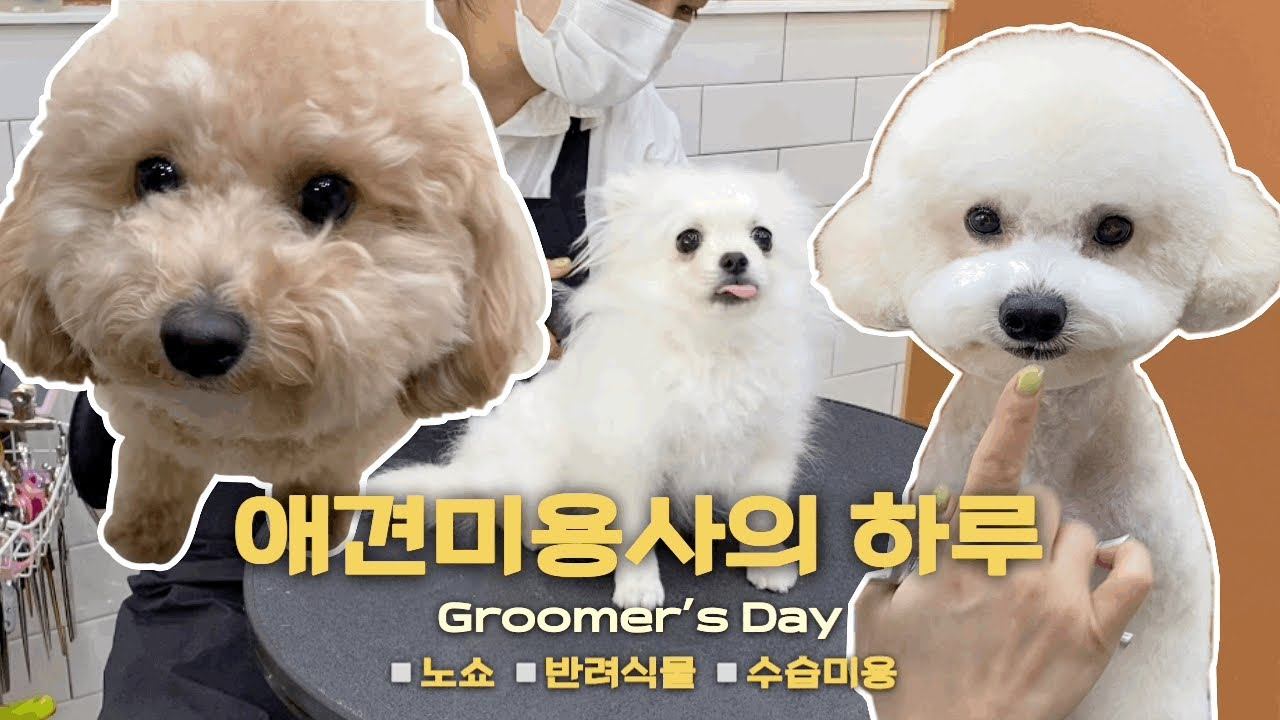나의 하루 / 노쇼 / 반려식물관리 / 애견미용사의하루 / Groomer’s day