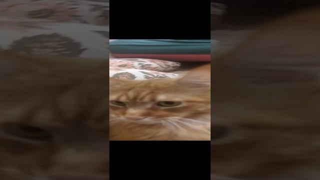 VID_20241128_220409.mp4