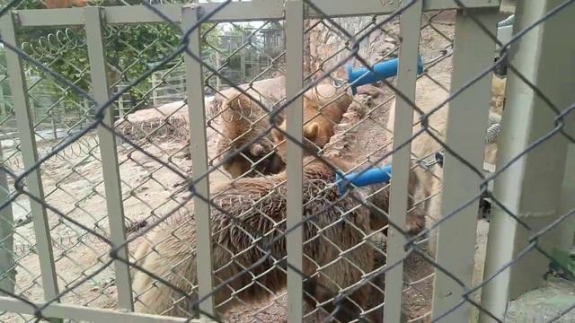 Медвежий уголок: Забавные моменты в зоопарке Антальи