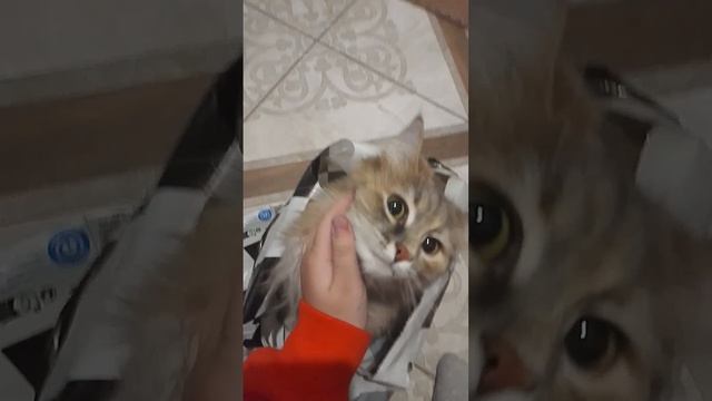 scene_output.mp4