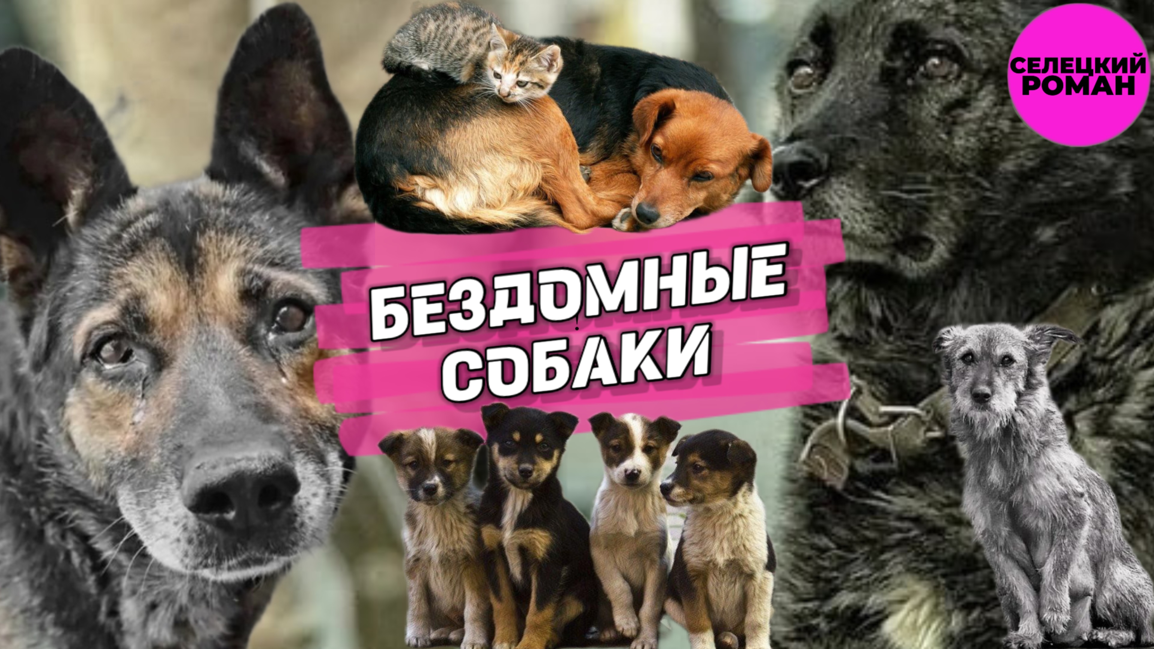Мы в ответе за того, кого приручили / Не бросайте животных / приют для бездомных животных / Волонтер