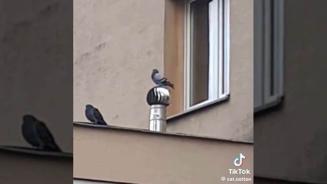 В белом танце кружимся