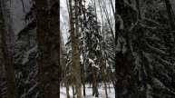 Время для себя. Зимний лес -это место силы 😍