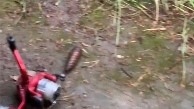 Осетрово форелевая рыбалка на своем пруду.