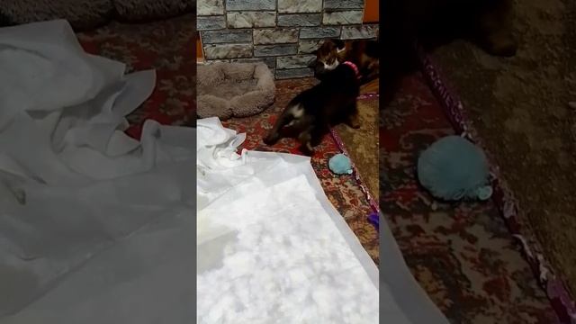 Наша маленькая Мия