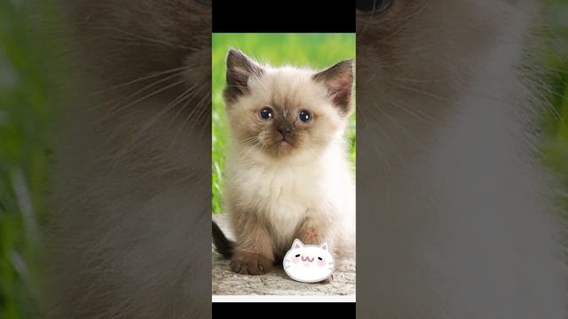 котики