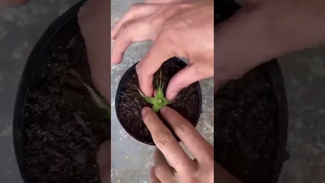 Как укоренить розу