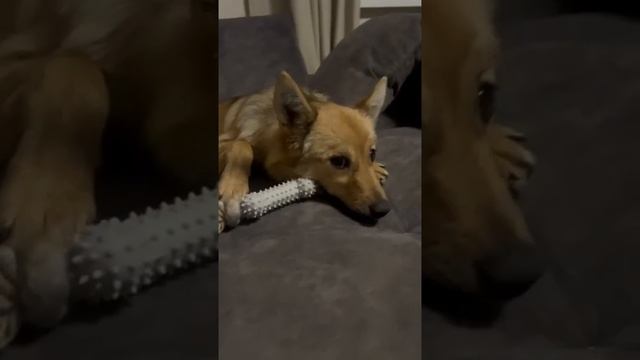 АРЬЯ 🧡 ищет дом 🙏🏠