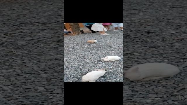 Арина и кролик 😂