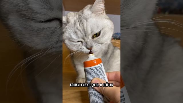 Умеют ли кошки мечтать и думать о будущем