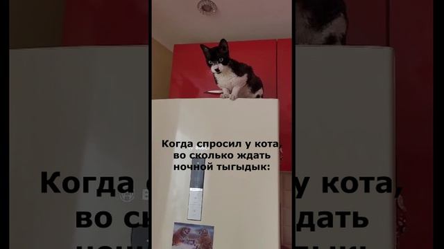 когда ждать дыгыдык