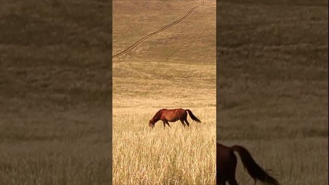 Кони на Ольхоне.