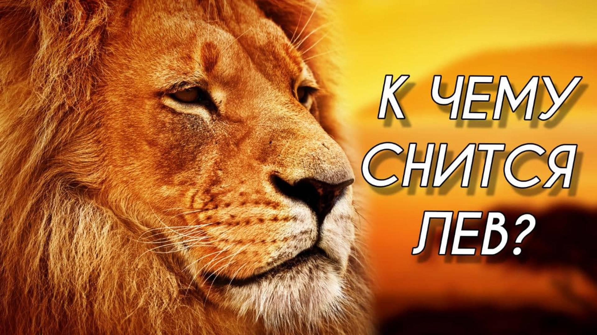 К чему снится лев | СОН ЛЕВ | Толкование сна | Сонник