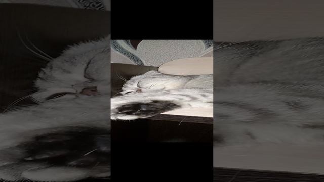 кот засоня