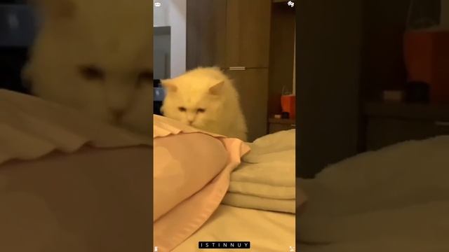 #смех #смешно #shorts #приколы #юмор #мемы #пранк