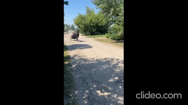 Орловский жеребец