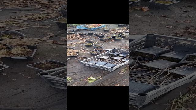 Акция на метельчатые гортензии! 89192346048-Ватсап для заказа.