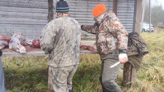 Загонная охота на лося в Новгородской области