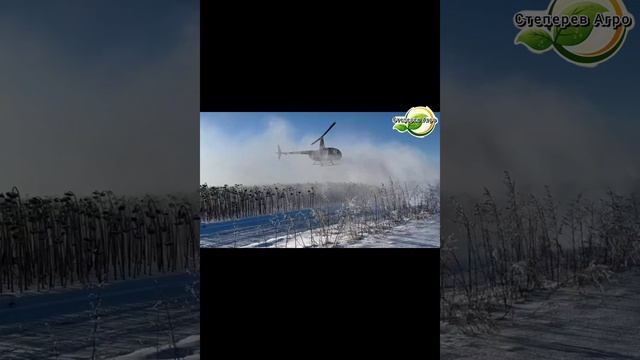 Десикация подсолнечника .mp4