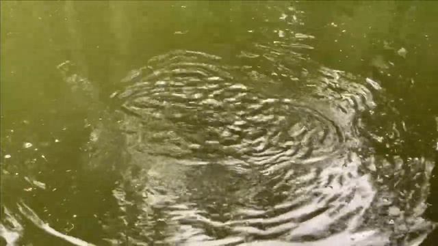 Это надо видеть.Карп _косит _ под форель.Кормление форели.