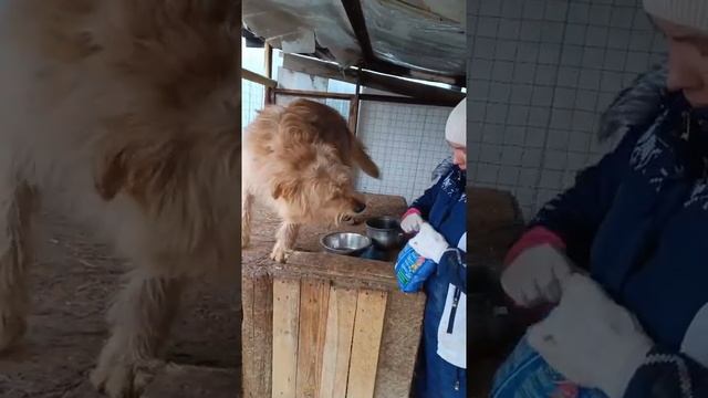 Вы только посмотрите, как радуется Барсик сухому корму 😁🐾🐾