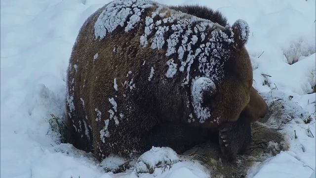 Нежный медведь утром