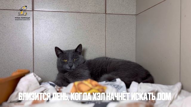 Нашим новым жителем стал котик Хэл. Поддержать⬇️